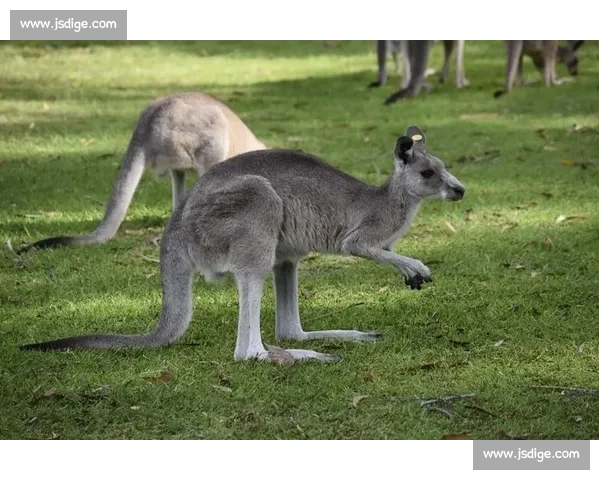 澳大利亚袋鼠跳跃，能否在亚洲区突围